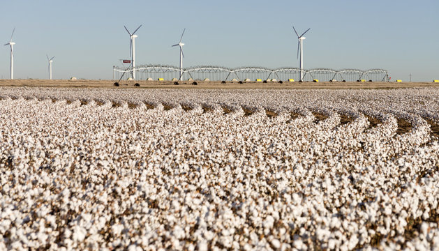 Texas Cotton Filed Textile Agriculture Green Energy Wind Turbines