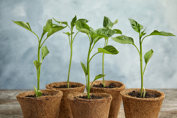 Vegetable seedlings in peat pots on table against blue background
