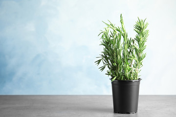 Potted rosemary on grey table against light blue background, space for text