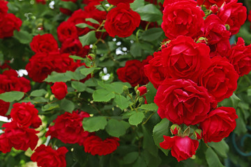 Fototapeta premium Beautiful green bush with blooming roses in garden