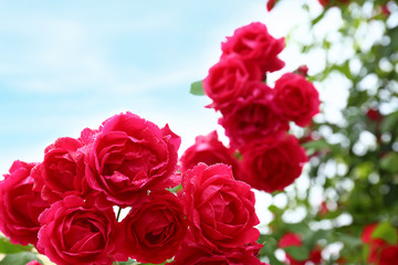 Beautiful blooming roses in green garden, closeup view