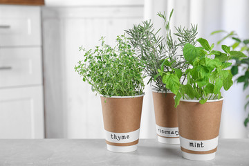 Seedlings of different aromatic herbs in paper cups with name labels on light grey marble table