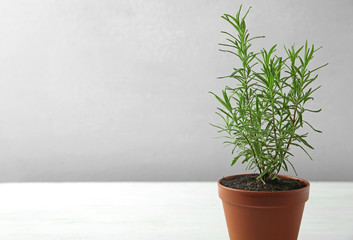 Pot with green rosemary bush against grey background. Space for text