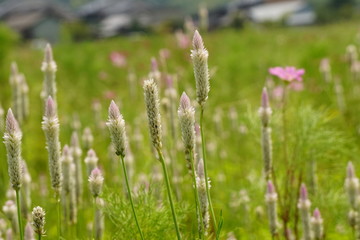 Fototapeta premium 野鶏頭