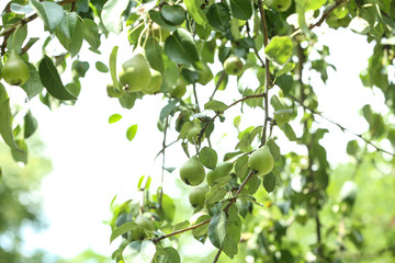 Pear tree with fruits on sunny day