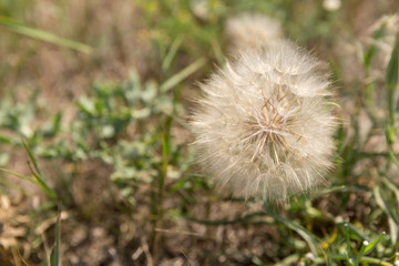 A lone dandelion on a sun-bleached background. The view from the top. It is sunny.