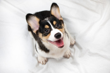 Happy Pembroke Welsh Corgi puppy dog sitting and smiling on white background.