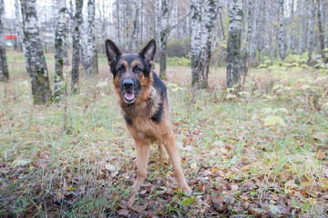 Dog German Shepherd outdoors in an autumn