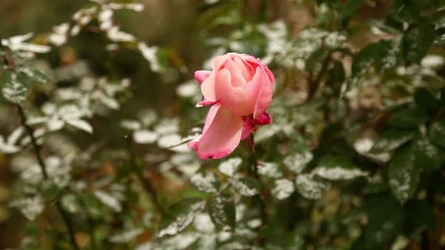 pink Rose bud in snow 25fps hd