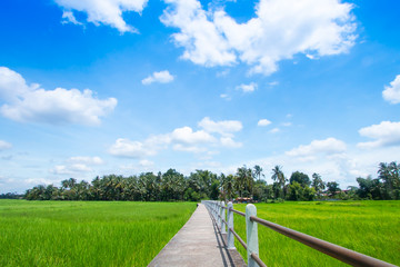 Beautiful landscape of old bridge and rural green rice field with blue sky in rainy season, Ubon, Thailand. Agriculture, farming, Asian culture and tradition background concept.