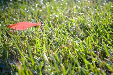 grass with water drops