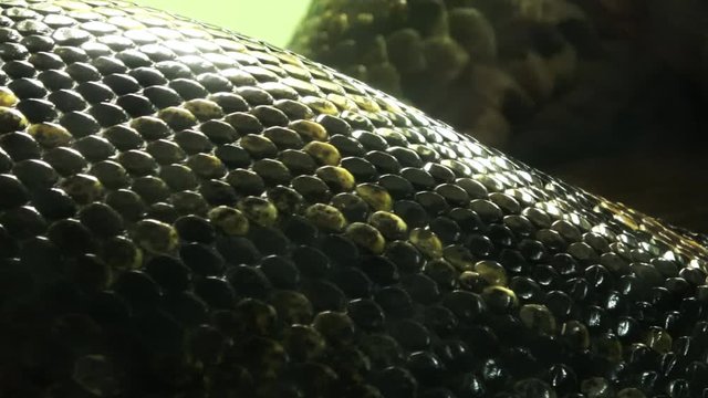 ビルマニシキヘビのアップ 4K/ Closeup of Burmese python skin