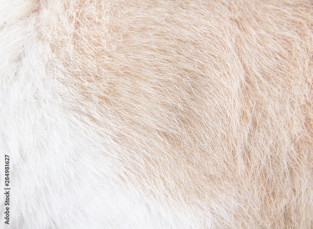 Wall mural soft fur cat texture abstract natural patterns soft focus background top view