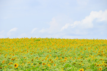 A field of sunflowers. Big yellow flowers field. Flowers with seeds.