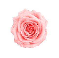 Fresh sweet soft pink rose flowers head blooming top view isolated on white background with clipping path ,  close up beautiful natural patterns