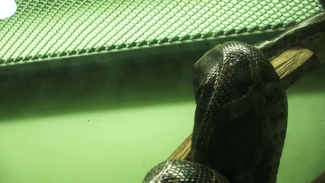 Burmese python, Python burmese, 4K