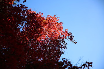 日光の紅葉