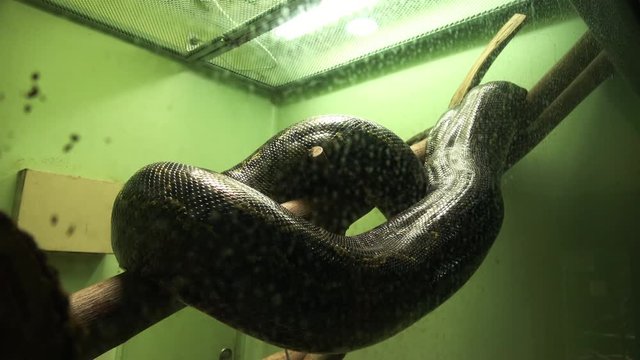 Burmese python, Python burmese, 4K