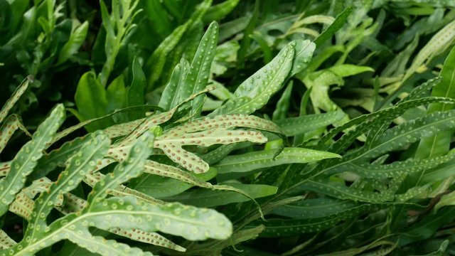 A group of fern leaves moving in the wind