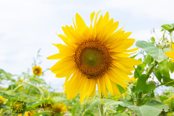 A field of sunflowers. Big yellow flowers field. Flowers with seeds.