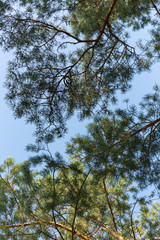 Green pine branches against the blue sky.