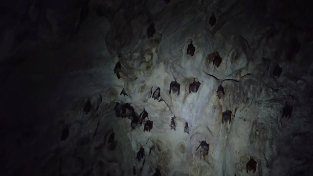 Bats hanging at wall in a dark cave of Thailand
