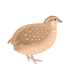 Vector quail isolated on white background. Illustration of domestic farm bird in cartoon simple flat style. - obrazy, fototapety, plakaty