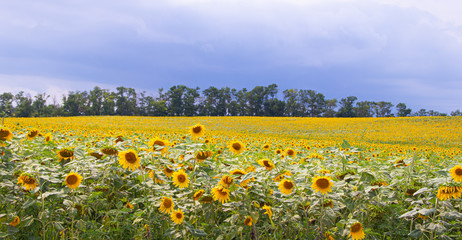 A field of sunflowers. Big yellow flowers field. Flowers with seeds.