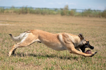 Obraz na płótnie Canvas training of police dog