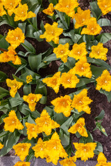 tulips in spring field