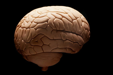 human brain isolated