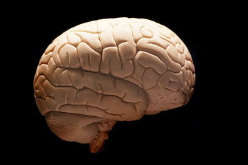 human brain isolated