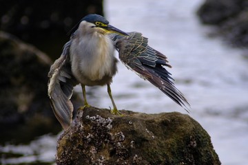 striated heron close up