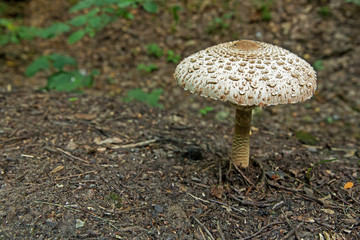 Mushroom umbrella in the forest at the side of the road, close-up. Side view.