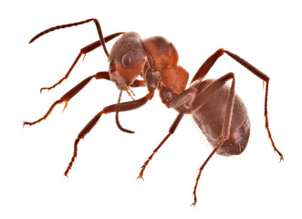 forest brown large ant side view