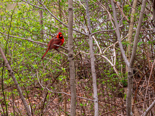 Red Cardinal as a Cartoon at park in close up view 