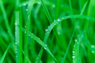 green grass with dew drops, close-up, tinted image, selective focusing