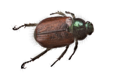 brown and green scarab beetle top view on white