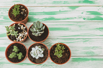 Succulent sprouts on green weathered wooden background top view