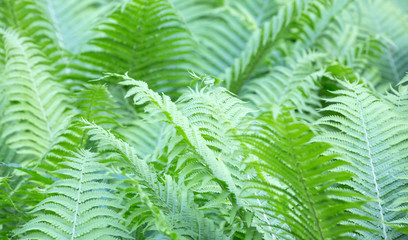 large green fern foliage background