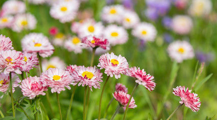 fine pink flowers in green grass