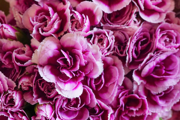 Purple carnations spray flower is blooming in bouquet at flower market,celebration,nature pattern background,violet flowers