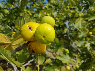 figs ripe yellow on the tree fresh leaves sky