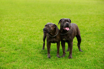 Dog breed Italiano Cane Corso