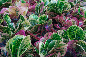 Multi color Croton leaves texture nature background,natural backdrop tropical plant,Variegated Laurel,Orange Jessamine,selective focus