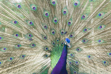 Obraz premium India peacock with tail feathers spread,elegance body,beautiful pet,god animal,male sex