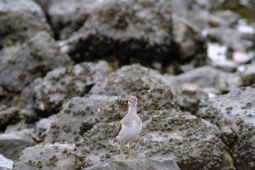 common sand piper