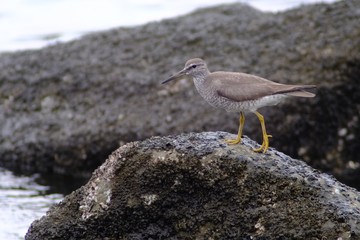 common sand piper