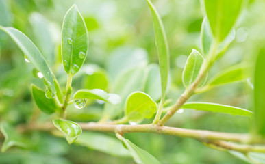 Closeup green leaf nature with bokeh and droplet after raining on blurred background.Refreshing,