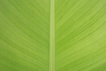 Banana green leaf texture background,tropical plant,palm foliage nature leaves
